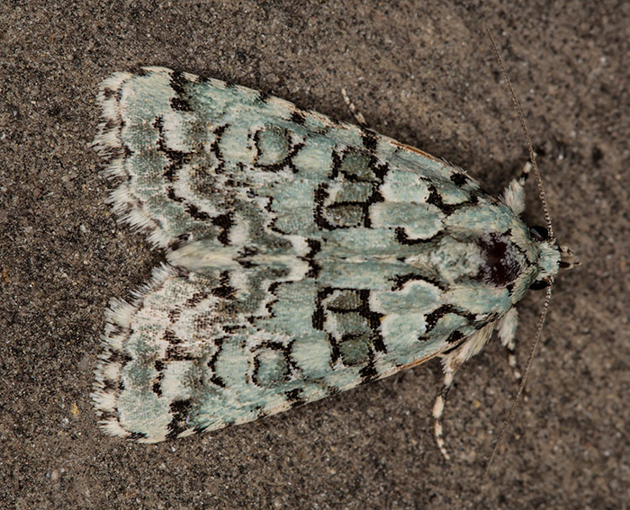 Hellgr�ne Flechteneule (Nyctobrya muralis)