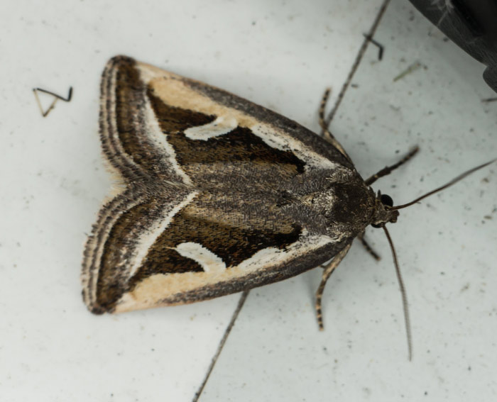 Ried-Grasmotteneulchen (Deltote uncula)