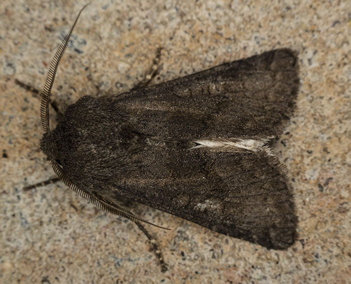 Braune Glattr�ckeneule (Aporophyla lutulenta)