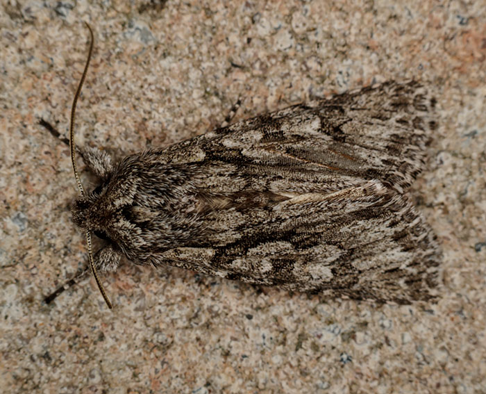 Gei�blatt-Eule (Xylocampa areola)