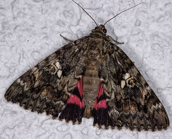 Gro�es Eichenkarmin (Catocala sponsa)