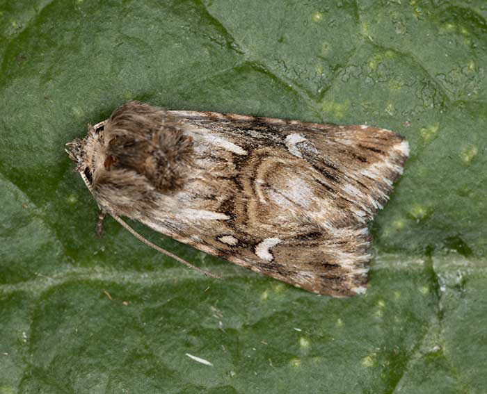 M�ndcheneule (Calophasia lunula)