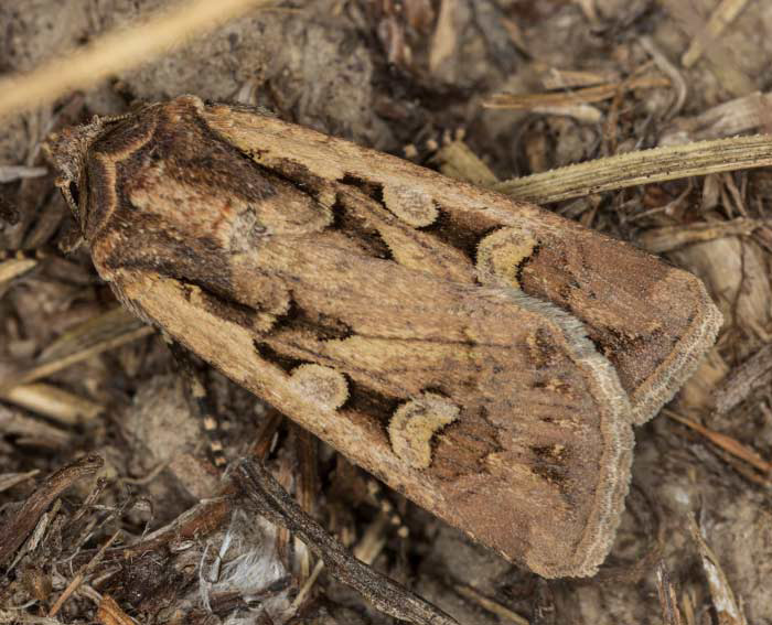 Sp�te Weizeneule (Euxoa tritici)