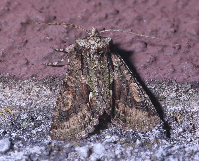 Wei�dorneule (Allophyes oxyacanthae)