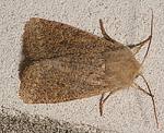 Kleine K�tzcheneule (Orthosia cruda) [3099 views]