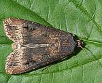 Ypsiloneule (Agrotis ipsilon) [3348 views]