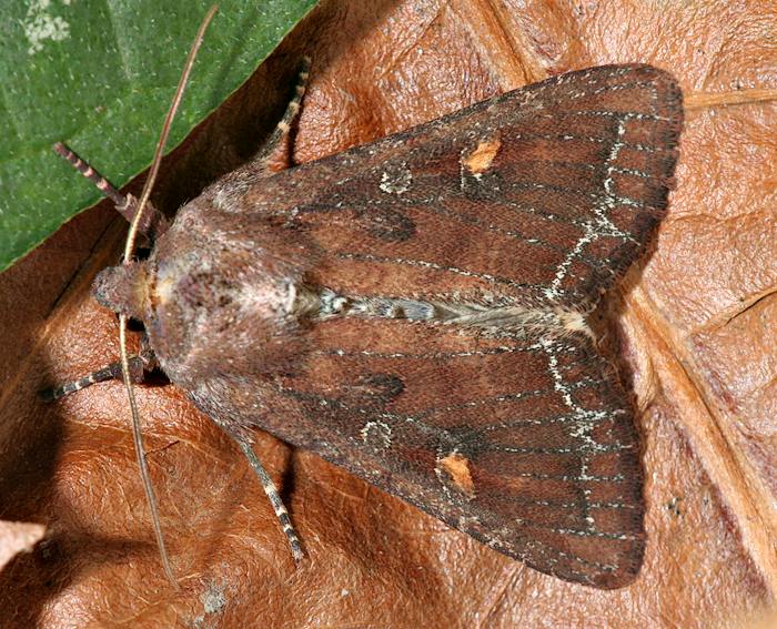 Gem�seeule (Lacanobia oleracea)