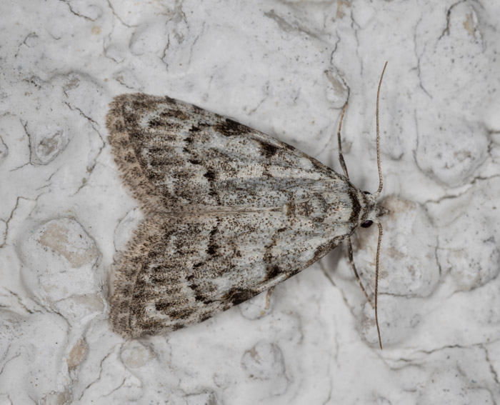 Hainbuchen-Kleinb�rchen (Nola confusalis)