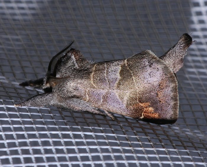 Kleiner Rauhfu�spinner (Clostera pigra)