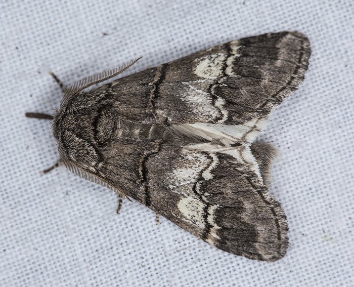 Wei�binden-Zahnspinner (Drymonia querna)