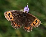 Graubindiger Mohrenfalter (Erebia aethiops) [2747 views]