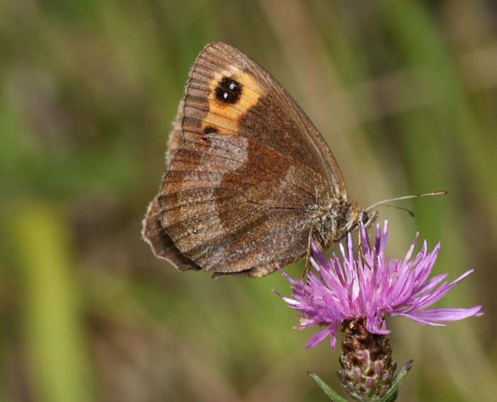 Graubindiger Mohrenfalter (Erebia aethiops)