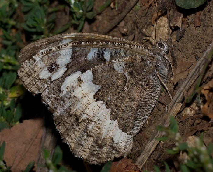 Wei�er Waldportier (Brintesia circe)