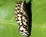 Roter Scheckenfalter (Melitaea didyma) Puppe [2598 views]