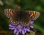 Baldrian-Scheckenfalter (Melitaea diamina) [2989 views]