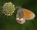 Rostbraunes Wiesenv�gelchen (Coenonympha glycerion) [2384 views]