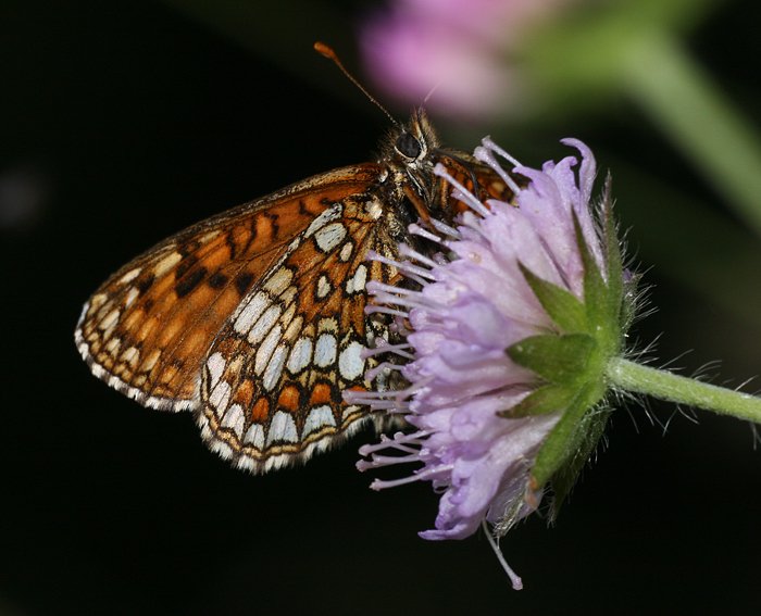 �stlicher Scheckenfalter (Melitaea britomartis)