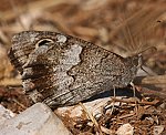 Eisenfarbiger Samtfalter (Hipparchia statilinus) [2552 views]