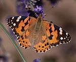 Distelfalter (Vanessa cardui) [3492 views]