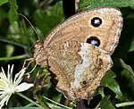 Blau�ugiger Waldportier (Minois dryas) [3305 views]