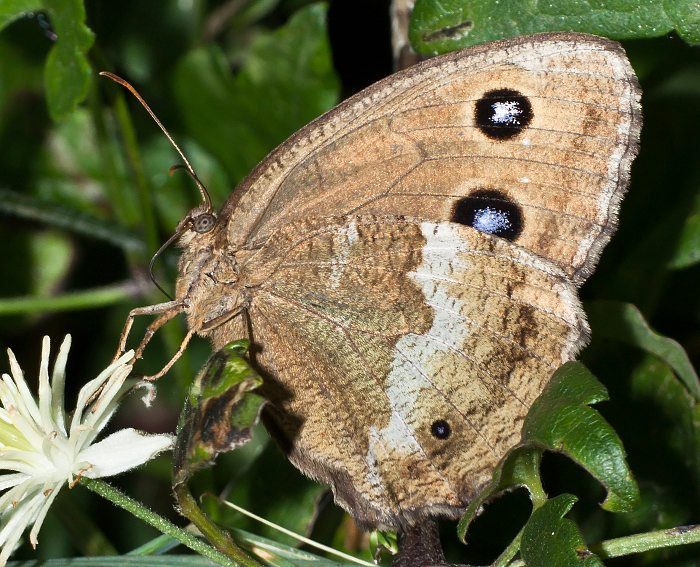 Blau�ugiger Waldportier (Minois dryas)