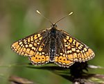 Goldener Scheckenfalter (Euphydryas aurinia) [2242 views]