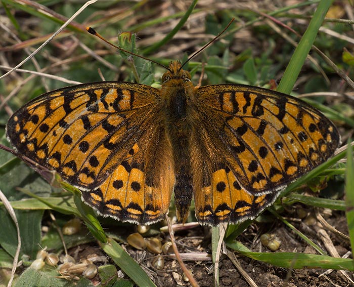 Gro�er Perlmutterfalter (Argynnis aglaja)