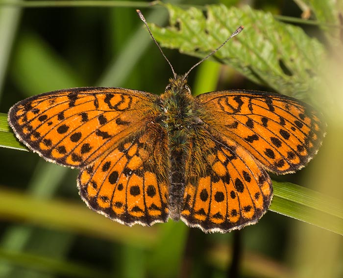 M�des��-Perlmutterfalter (Brenthis ino)