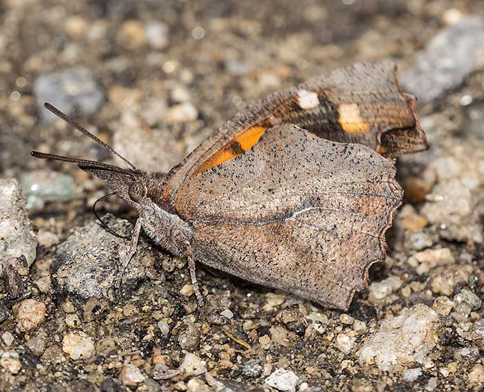 Z�rgelbaum-Schnauzenfalter (Libythea celtis)