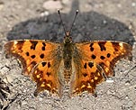 C-Falter (Polygonia C-album) [3441 views]