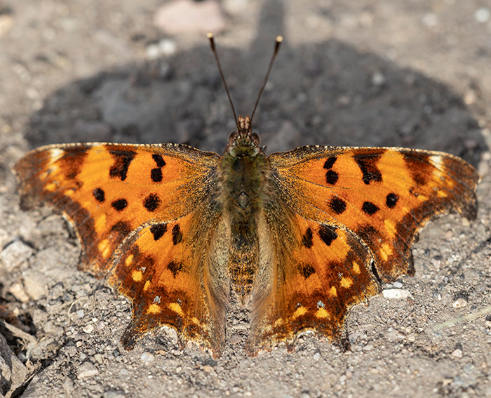 C-Falter (Polygonia C-album)