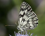 Schachbrettfalter (Melanargia galathea) [2960 views]