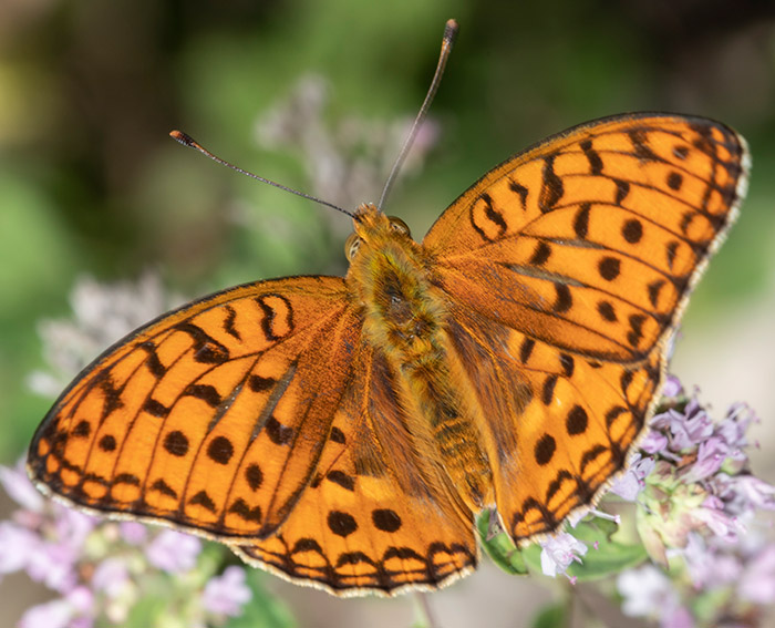 M�rzveilchen-Perlmutterfalter (Argynnis adippe)