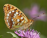 M�rzveilchen-Perlmutterfalter (Argynnis adippe) [2092 views]