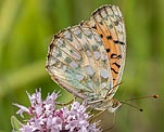Gro�er Perlmutterfalter (Argynnis aglaja) [2688 views]