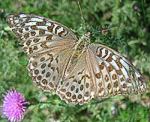Kaisermantel (Argynnis paphia f. valesina) <br> graubraune Form [3097 views]