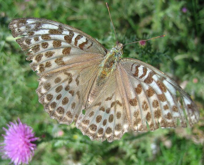 Kaisermantel (Argynnis paphia f. valesina) <br> graubraune Form