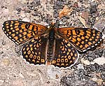 Wegerich-Scheckenfalter (Melitaea cinxia) [2951 views]
