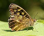 Waldbrettspiel (Pararge aegeria) [2610 views]