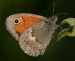Kleiner Heufalter (Coenonympha pamphilus) [3080 views]