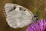 Schachbrettfalter (Melanargia galathea f. leucomelas) [2641 views]