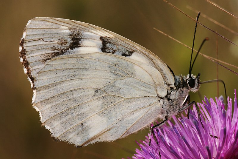 Schachbrettfalter (Melanargia galathea f. leucomelas)