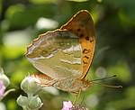 Kaisermantel (Argynnis paphia) [3109 views]