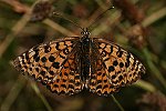 Roter Scheckenfalter (Melitaea didyma) ♀ [2701 views]