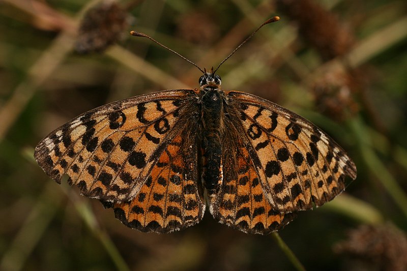 Roter Scheckenfalter (Melitaea didyma) ♀