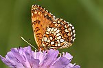 Baldrian-Scheckenfalter (Melitaea diamina) [2781 views]