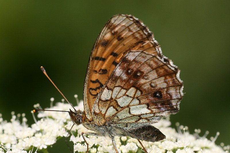 M�des��-Perlmutterfalter (Brenthis ino)