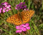 Stiefm�tterchen Perlmutterfalter (Argynnis niobe) [3021 views]