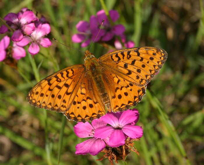 Stiefm�tterchen Perlmutterfalter (Argynnis niobe)