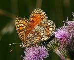 Wachtelweizen Scheckenfalter (Melitaea athalia) [3067 views]
